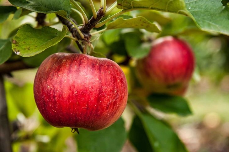 fresh and juicy apples ready for harvest in the apple plantation