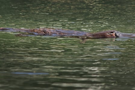 Wildlife Wednesday: Duck-Billed Platypus
