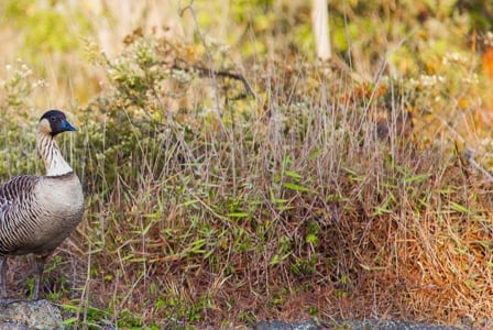 Wildlife Wednesday: Nene Goose
