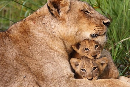 Wildlife Wednesday: African Lion
